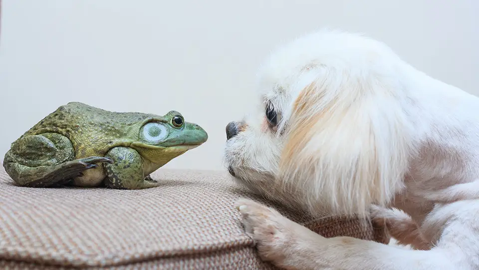 A photo of a frog and a white dog looking at each other on a cream-colored sofa